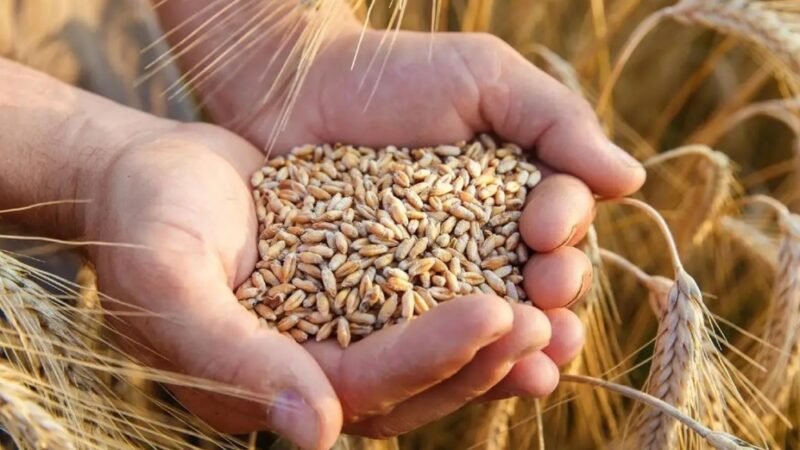 وزارة التجارة تباشر بتوزيع 500 مليار دينار لدعم الفلاحين في عموم المحافظات