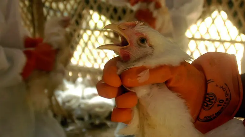 بريطانيا تسجل إصابة بإنفلونزا الطيور “H5N1” وتعلن إعدام جميع الدواجن في المبنى المصاب