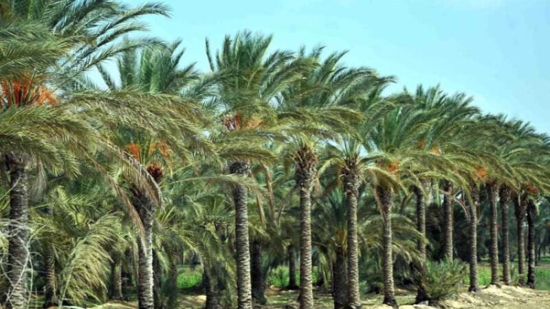 وزارة الزراعة: قطاع النخيل بديل اقتصادي عن النفط ويضم 625 صنف تمر عراقي