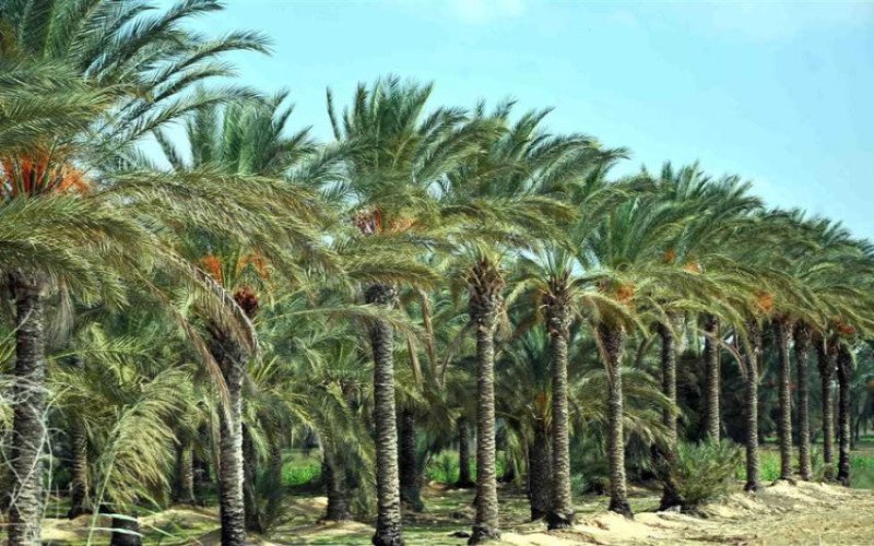 وزارة الزراعة: قطاع النخيل بديل اقتصادي عن النفط ويضم 625 صنف تمر عراقي