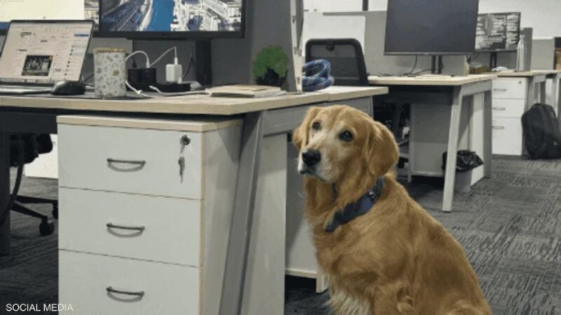 شركة تكنولوجيا ناشئة تُعيّن كلباً في منصب “رئيس قسم السعادة” لتعزيز راحة الموظفين