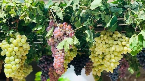 زراعة دهوك تتوقع إنتاج نحو 60 طناً من العنب هذا العام