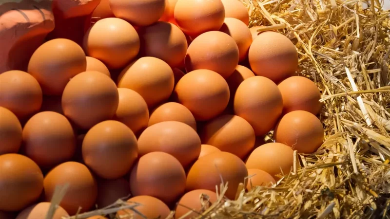 العراق يعلن تحقيق الاكتفاء الذاتي من بيض المائدة.